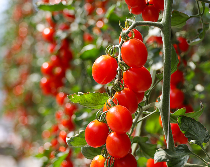 도드람 ‘도드람한돈 그릴드 스큐어’ 양양 서피비치에 입점 이미지
