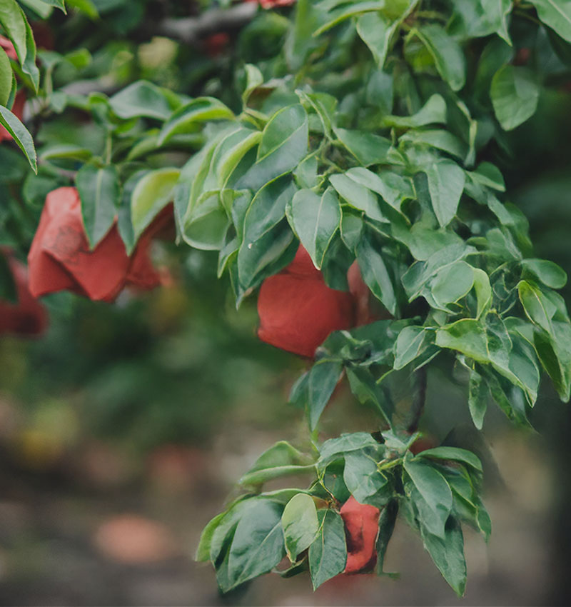 신선함을 만나는 시간,양양군 로컬푸드 매장에서시작됩니다.