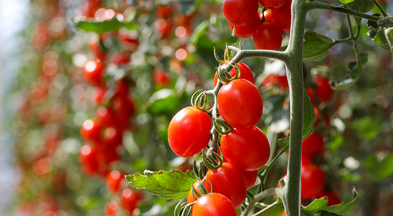 양양군 농산물 이미지